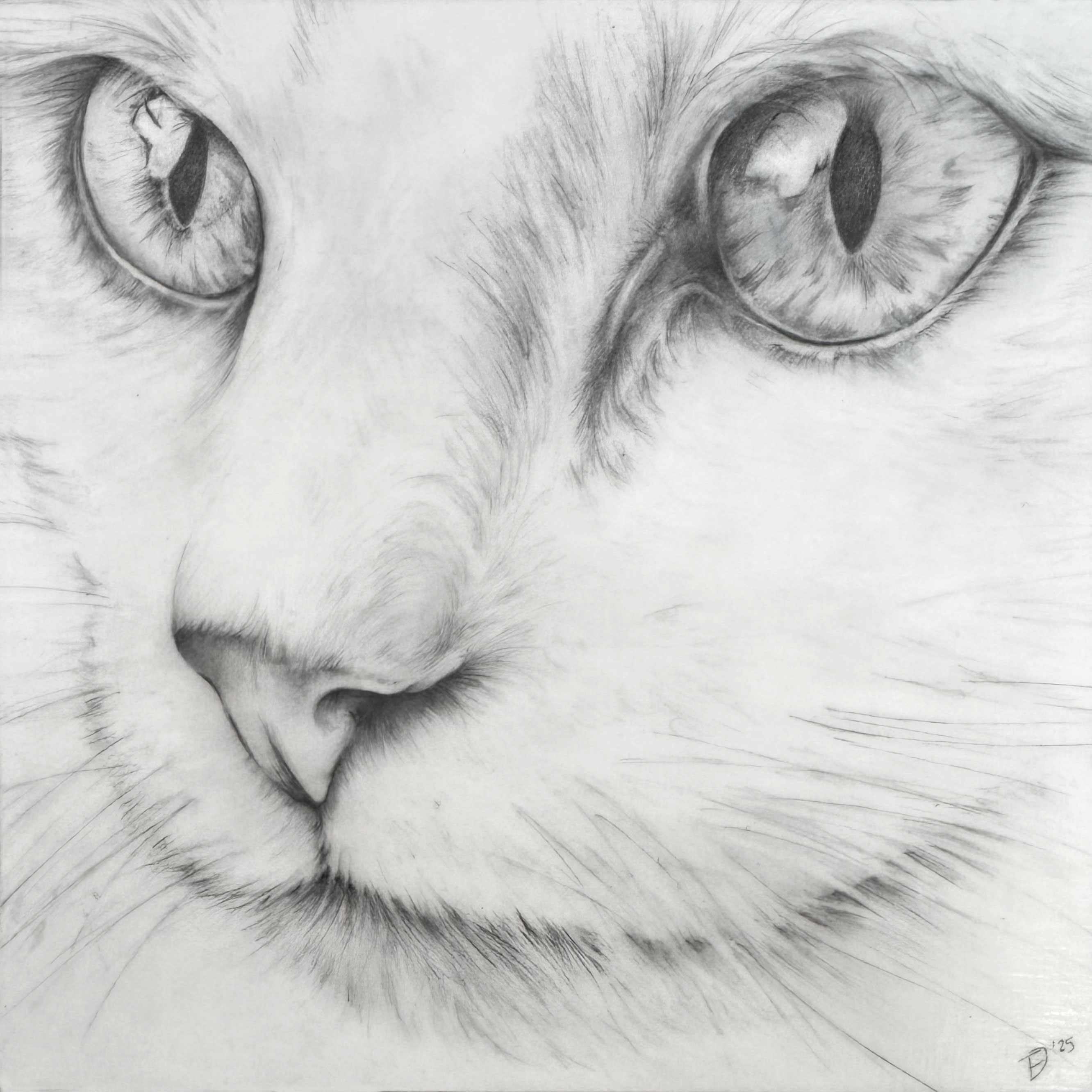 Tif Farmakis-Day Cat Drawing